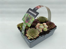 Load image into Gallery viewer, Sempervivum 7cm 6 pack
