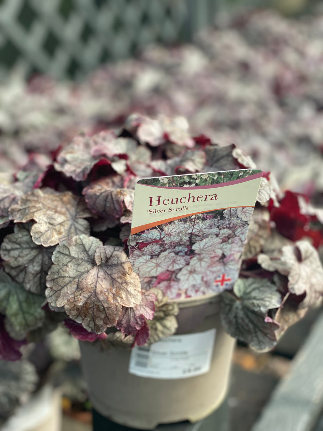 Heuchera Silver Scrolls 3L